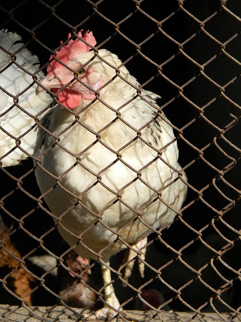 22／23賽季歐冠第1輪國際米蘭0-2拜仁慕尼黑 薩內破門+造烏龍.